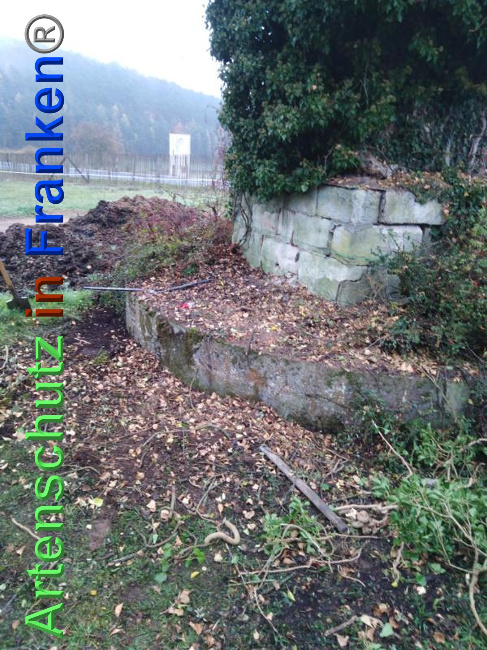 © Artenschutz in Franken® Bild zum Eintrag (1038925-160)