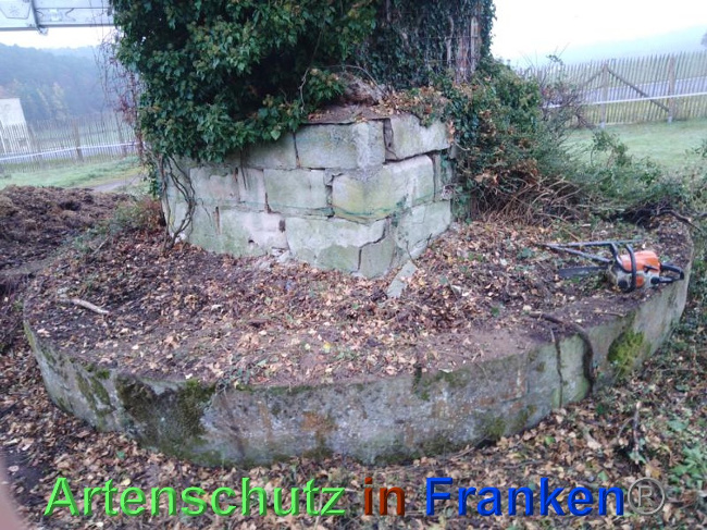 © Artenschutz in Franken® Bild zum Eintrag (1038931-160)