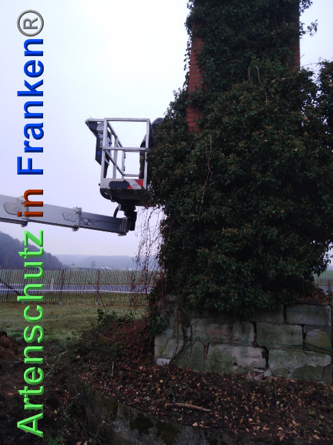 © Artenschutz in Franken® Bild zum Eintrag (1038932-160)