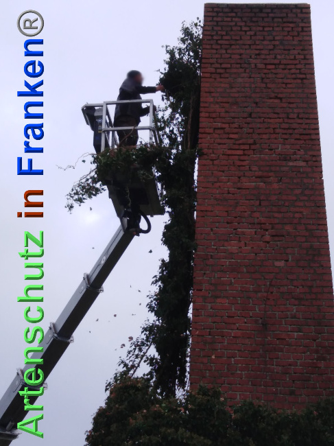 © Artenschutz in Franken® Bild zum Eintrag (1038933-160)