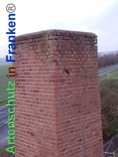 © Artenschutz in Franken® Bild zum Eintrag (1038939-160)