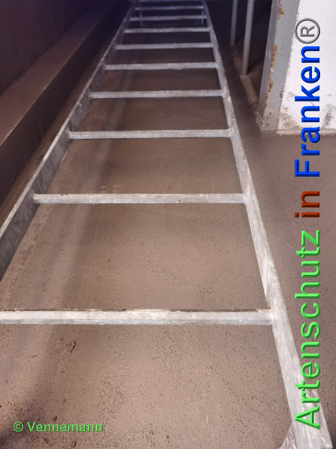 © Artenschutz in Franken® / Vennenmann Bild zum Eintrag (1038994-160)