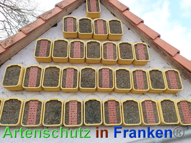 © Artenschutz in Franken® Bild zum Eintrag (1039079-160)