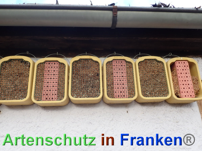 © Artenschutz in Franken® Bild zum Eintrag (1039087-160)