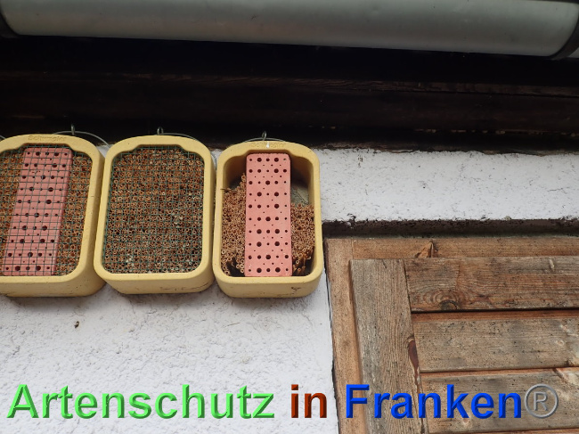 © Artenschutz in Franken® Bild zum Eintrag (1039088-160)