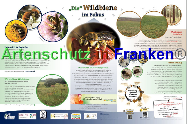 © Artenschutz in Franken® Bild zum Eintrag (1039391-160)
