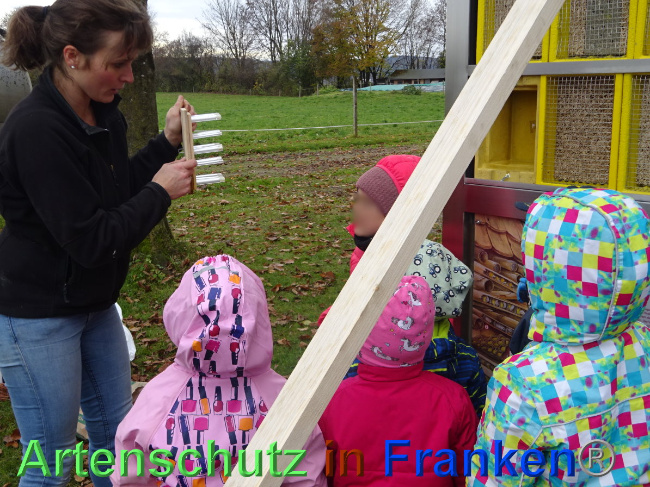 © Artenschutz in Franken® Bild zum Eintrag (1039682-160)