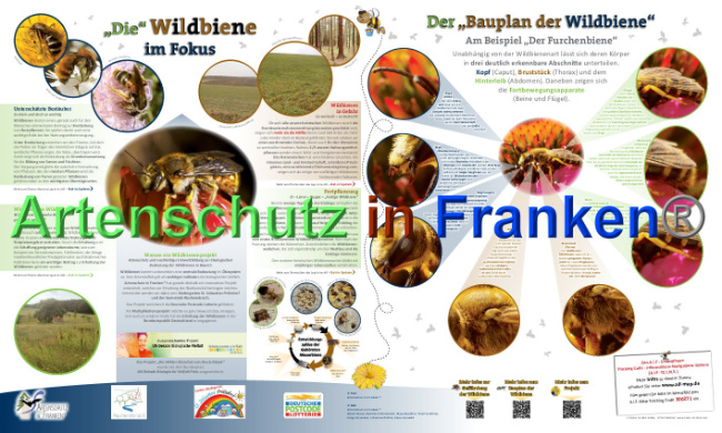 © Artenschutz in Franken® Bild zum Eintrag (1039775-160)