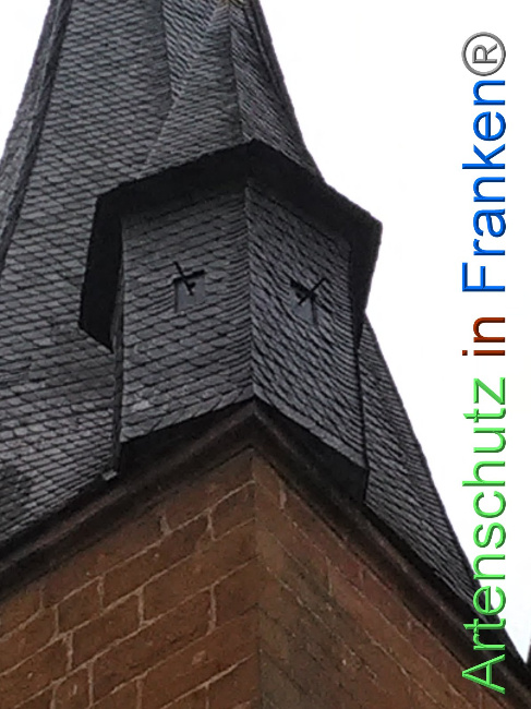 © Artenschutz in Franken® Bild zum Eintrag (1040701-160)