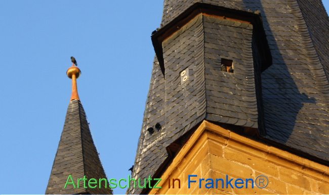 © Artenschutz in Franken® Bild zum Eintrag (1040712-160)