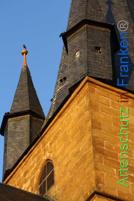 © Artenschutz in Franken® Bild zum Eintrag (1040713-160)