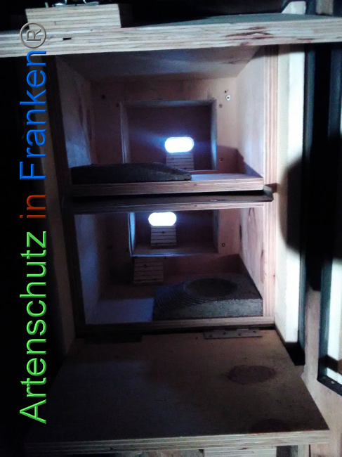 © Artenschutz in Franken® Bild zum Eintrag (1040719-160)