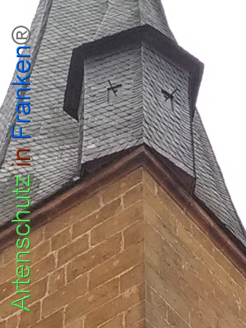 © Artenschutz in Franken® Bild zum Eintrag (1040727-160)