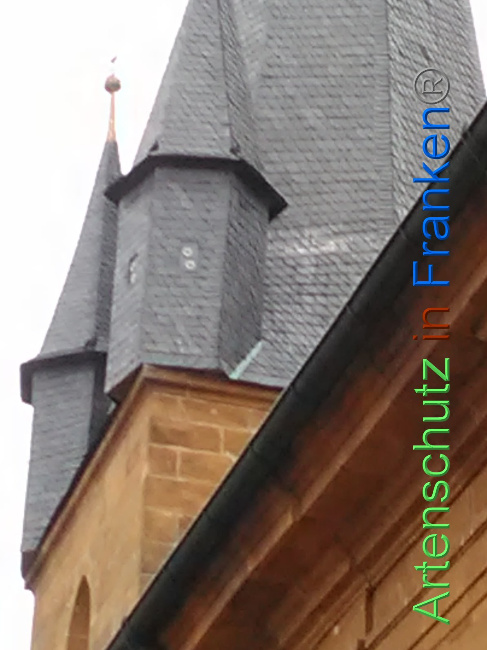 © Artenschutz in Franken® Bild zum Eintrag (1040729-160)