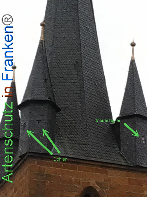 © Artenschutz in Franken® Bild zum Eintrag (1040731-160)
