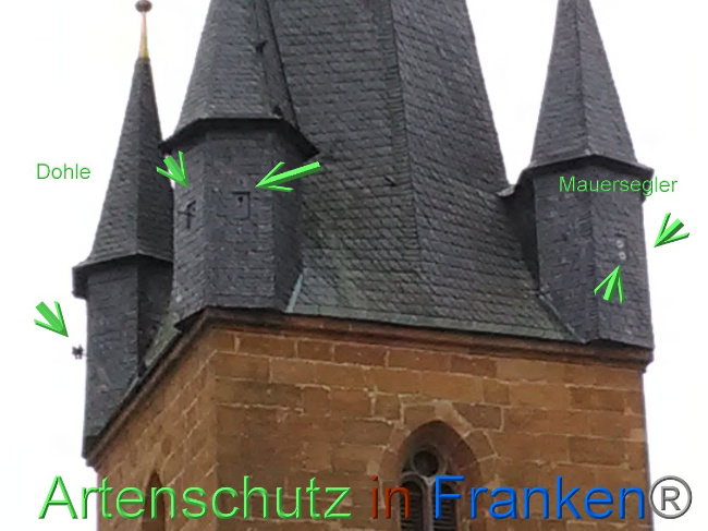 © Artenschutz in Franken® Bild zum Eintrag (1040732-160)