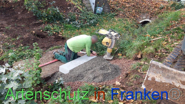 © Artenschutz in Franken® / Eckes Bild zum Eintrag (1040815-160)