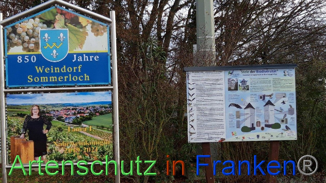 © Artenschutz in Franken® / Eckes Bild zum Eintrag (1040824-160)