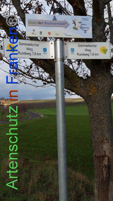 © Artenschutz in Franken® / Eckes Bild zum Eintrag (1040826-160)