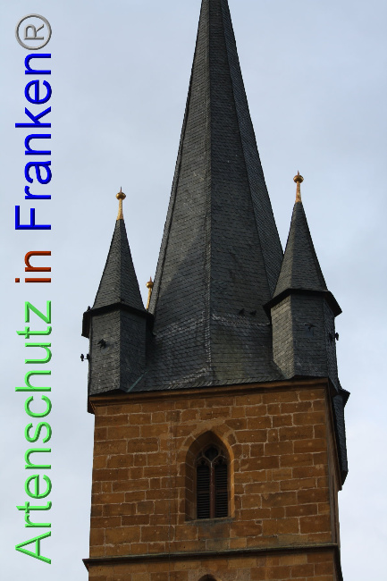 © Artenschutz in Franken® Bild zum Eintrag (1040893-160)