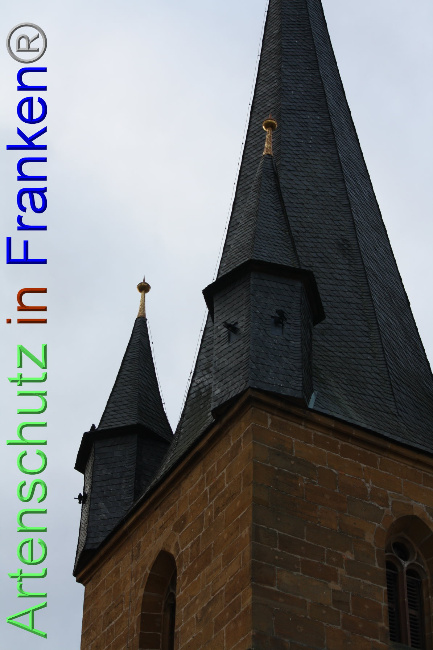 © Artenschutz in Franken® Bild zum Eintrag (1040894-160)