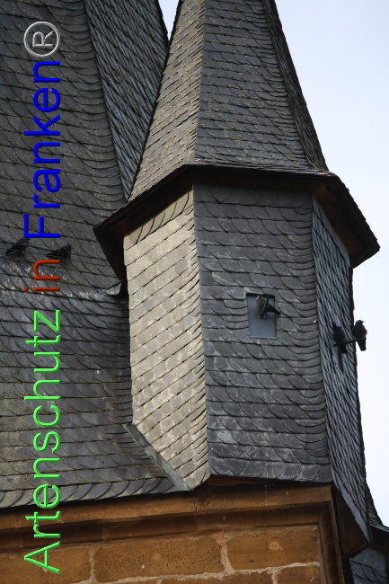 © Artenschutz in Franken® Bild zum Eintrag (1040895-160)