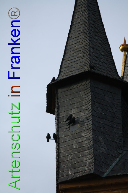 © Artenschutz in Franken® Bild zum Eintrag (1040896-160)
