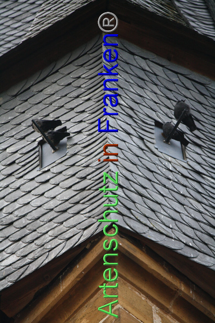 © Artenschutz in Franken® Bild zum Eintrag (1040898-160)