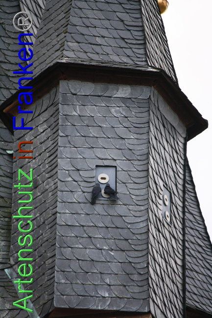 © Artenschutz in Franken® Bild zum Eintrag (1040899-160)