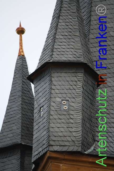 © Artenschutz in Franken® Bild zum Eintrag (1040900-160)
