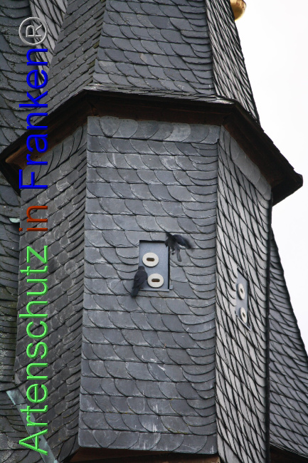 © Artenschutz in Franken® Bild zum Eintrag (1040902-160)