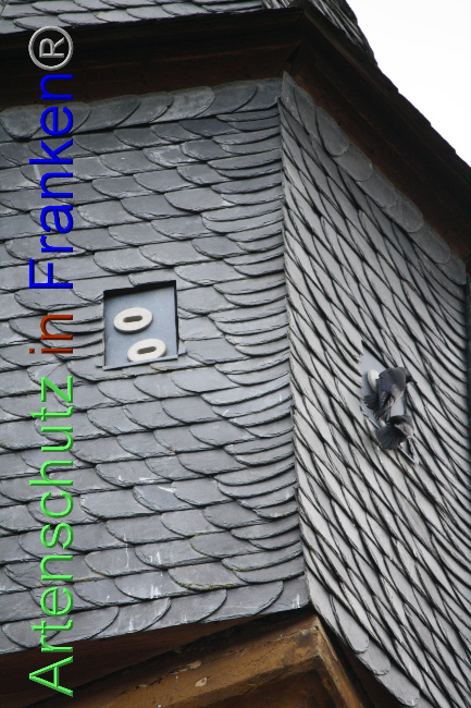 © Artenschutz in Franken® Bild zum Eintrag (1040903-160)