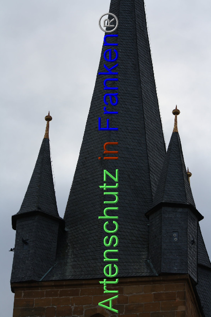 © Artenschutz in Franken® Bild zum Eintrag (1040905-160)