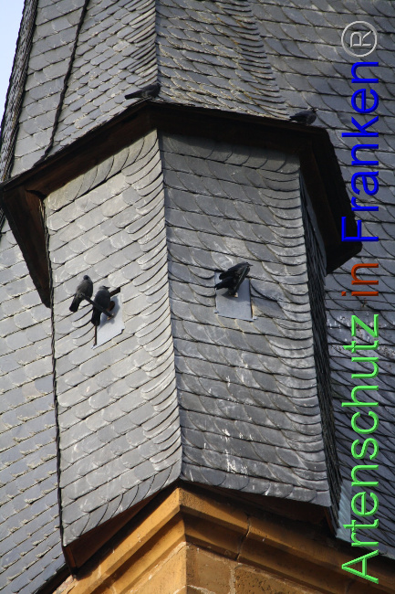 © Artenschutz in Franken® Bild zum Eintrag (1040906-160)