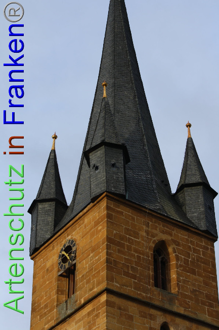 © Artenschutz in Franken® Bild zum Eintrag (1040907-160)