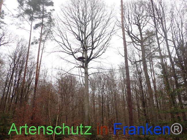 © Artenschutz in Franken® Bild zum Eintrag (1041126-160)