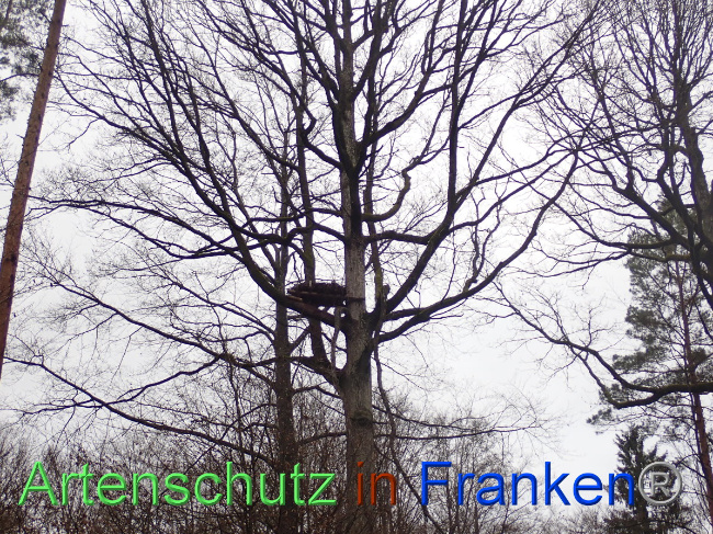 © Artenschutz in Franken® Bild zum Eintrag (1041129-160)