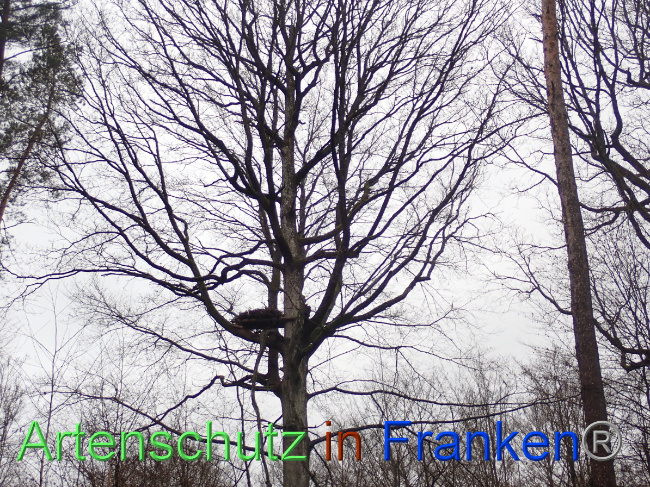 © Artenschutz in Franken® Bild zum Eintrag (1041130-160)