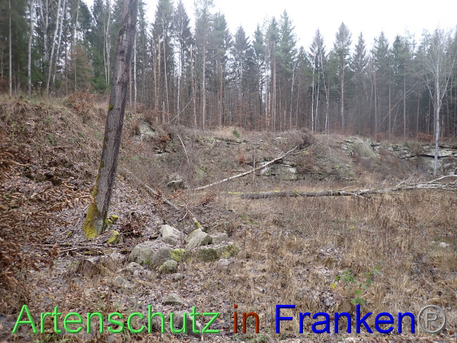 © Artenschutz in Franken® Bild zum Eintrag (1041230-160)