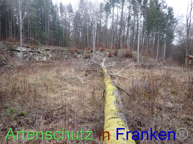 © Artenschutz in Franken® Bild zum Eintrag (1041234-160)