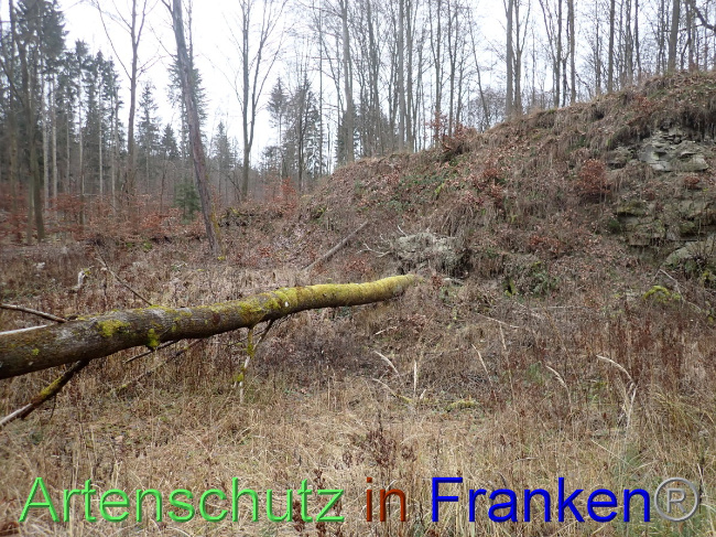 © Artenschutz in Franken® Bild zum Eintrag (1041235-160)