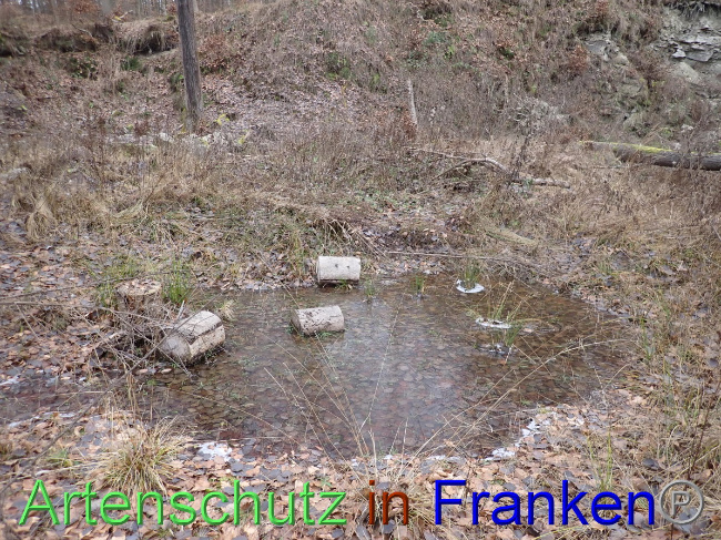 © Artenschutz in Franken® Bild zum Eintrag (1041237-160)