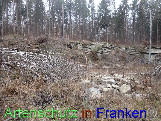 © Artenschutz in Franken® Bild zum Eintrag (1041238-160)