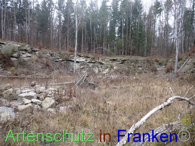 © Artenschutz in Franken® Bild zum Eintrag (1041239-160)