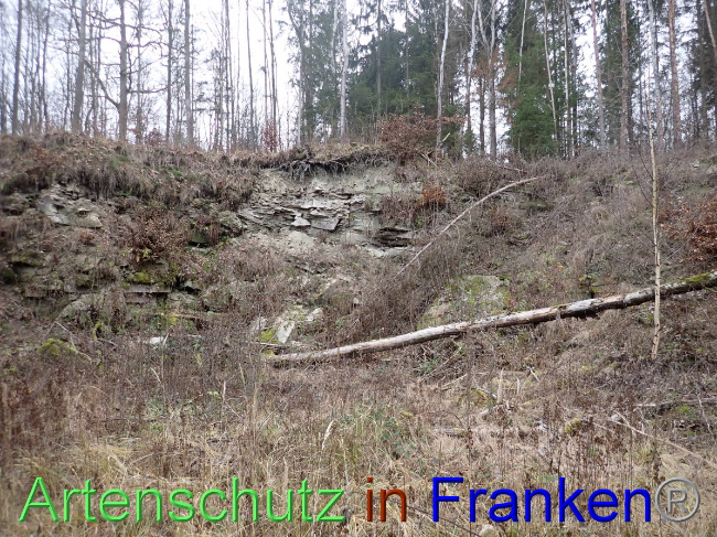 © Artenschutz in Franken® Bild zum Eintrag (1041241-160)