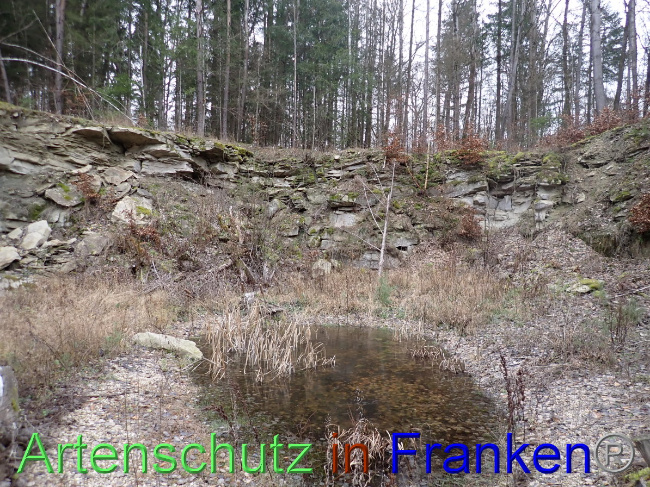 © Artenschutz in Franken® Bild zum Eintrag (1041242-160)