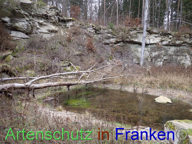 © Artenschutz in Franken® Bild zum Eintrag (1041243-160)