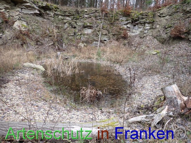© Artenschutz in Franken® Bild zum Eintrag (1041245-160)