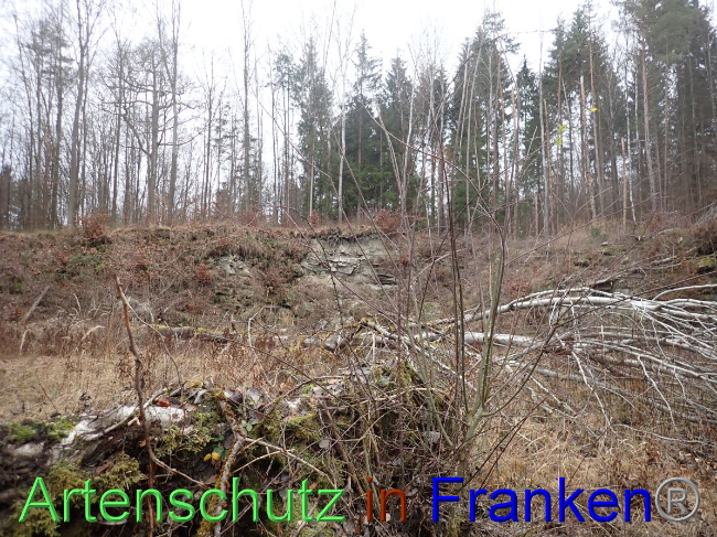 © Artenschutz in Franken® Bild zum Eintrag (1041246-160)