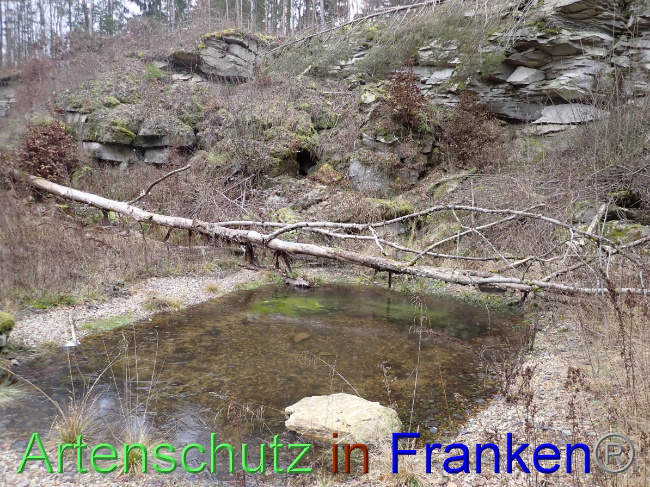 © Artenschutz in Franken® Bild zum Eintrag (1041247-160)